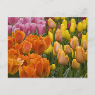 Postal Países Bajos (Holanda), Lisse. Keukenhof 9