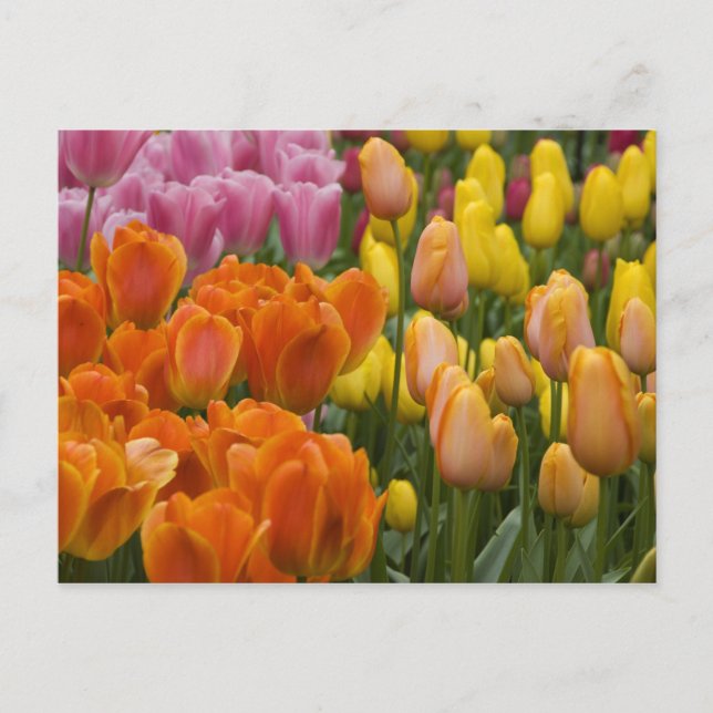 Postal Países Bajos (Holanda), Lisse. Keukenhof 9 (Anverso)