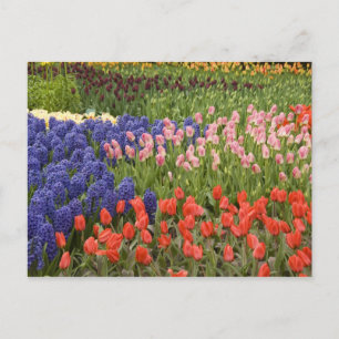 Postal Países Bajos (Holanda), Lisse. Keukenhof 9