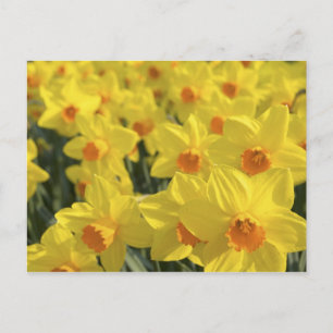 Postal Países Bajos, Holanda, Lisse, Keukenhof Gardens,