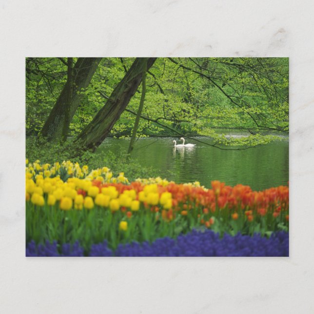 Postal Países Bajos, Lisse. Cisnes blancos en el estanque (Anverso)