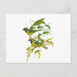 Postal Pajaina dorada