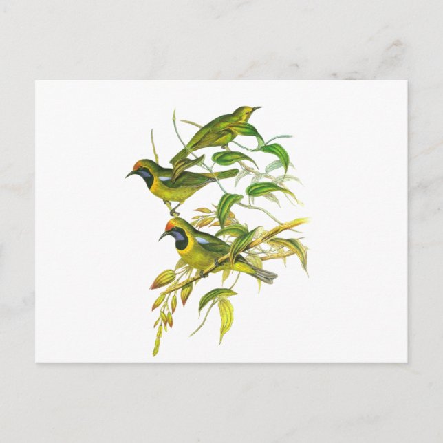 Postal Pajaina dorada (Anverso)