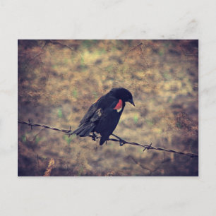 Postal Pajarera alga roja