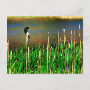 Postal Pajarera alga roja