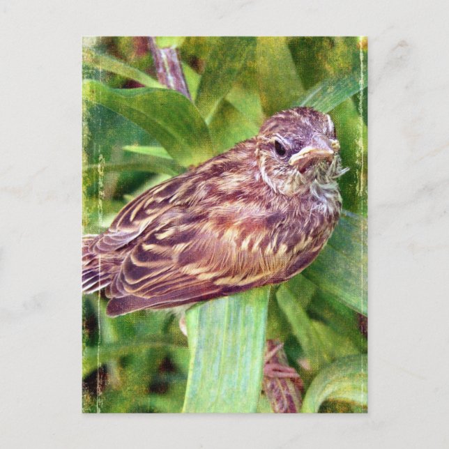 Postal Pajarito (Anverso)