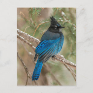 Postal Pajarito de Steller en el árbol