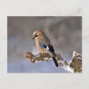 Postal Pajarito Jay sentado en una rama