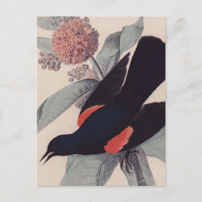Postal Pajarito rojo alado por John James Audubon (Anverso)