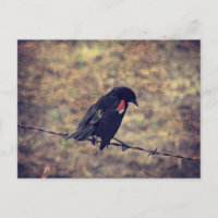 Pajarito rojo en alambre de púas