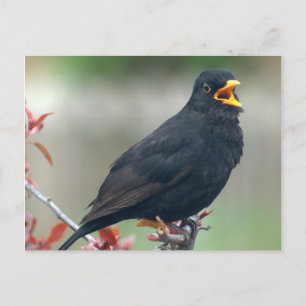 Postal Pajarito sentado en un árbol
