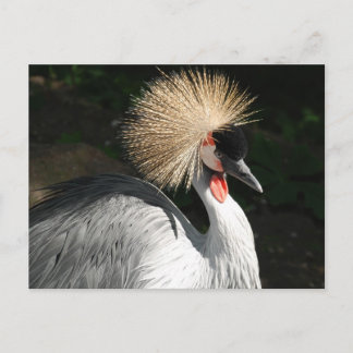 Postal pájaro