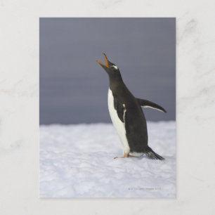 Postal Pájaro adulto del pingüino Gentoo (Pygoscelis papu
