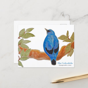 Postal Pájaro africano de Cuckooshrike azul acuarela