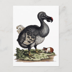 Postal Pájaro antiguo de Dodo y cerdo guineano