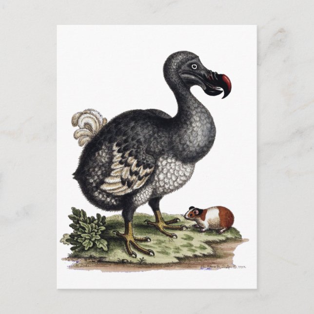 Postal Pájaro antiguo de Dodo y cerdo guineano (Anverso)
