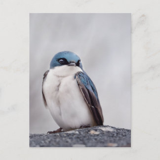 Postal Pájaro Azul