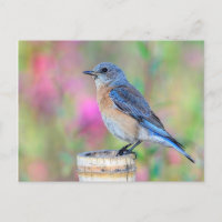 Pájaro azul contra fondo rosa y verde