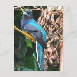 Postal Pájaro Azul de Cola Larga