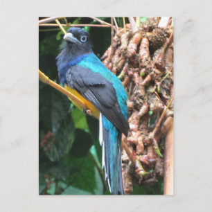 Postal Pájaro Azul de Cola Larga
