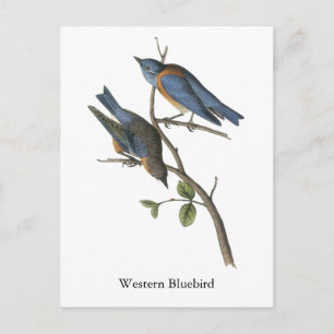 Postal Pájaro azul occidental, John Audubon