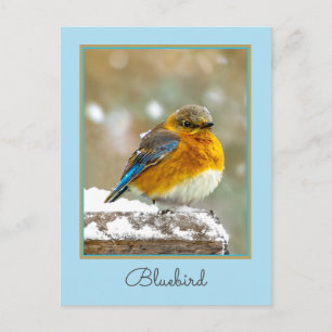 Postal Pájaro azul oriental en nieve - Fotografía origina