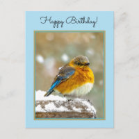 Pájaro azul oriental en nieve - Fotografía origina