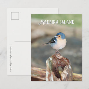 Postal Pájaro azul Pinzón de Madeira (Fringilla maderensi