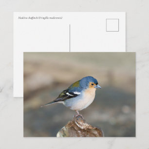 Postal Pájaro azul Pinzón de Madeira (Fringilla maderensi