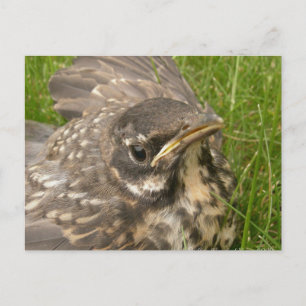 Postal Pájaro bebé