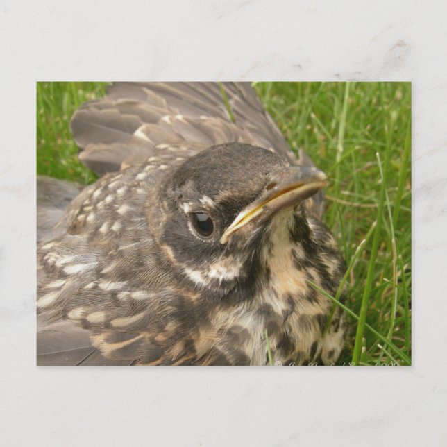 Postal Pájaro bebé (Anverso)