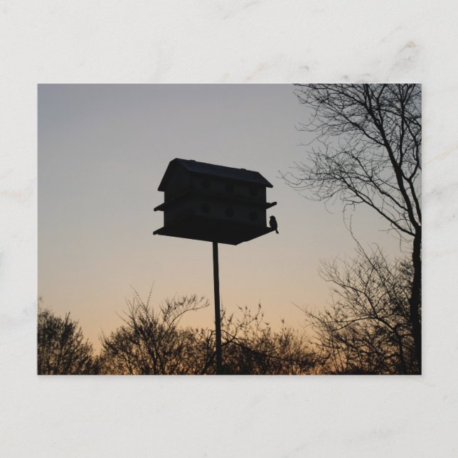 Postal Pájaro Bebé al Amanecer (Anverso)