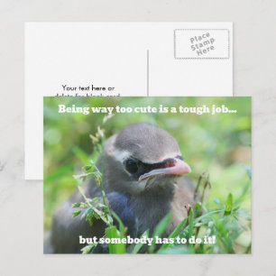 Postal Pájaro Bebé Demasiado Lindo Humorístico