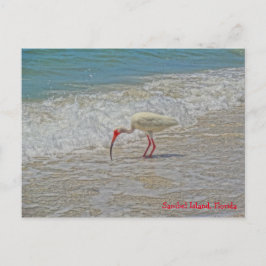 Postal Pájaro blanco Ibis en la playa Isla Sanibel Florid