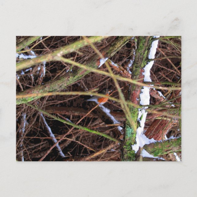 Postal Pájaro Blizzard CB (Anverso)