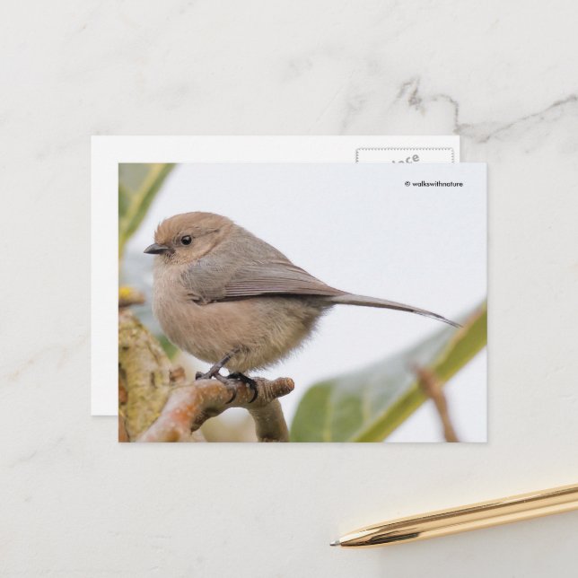 Postal Pájaro Cantarín de Psaltriparia Mínima en Rama de  (Anverso/Reverso In Situ)