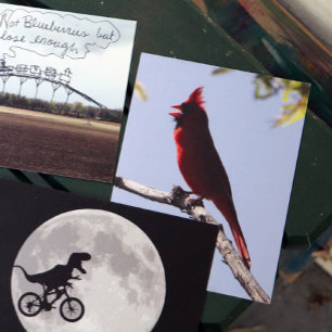 Postal Pájaro Cardenal Rojo del Norte