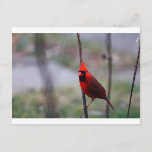 Postal Pájaro Cardinal Macho