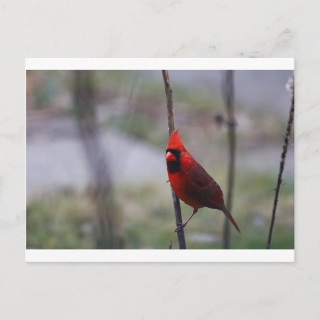 Postal Pájaro Cardinal Macho (Anverso)