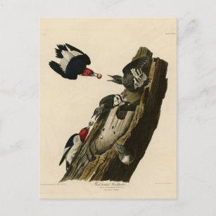 Postal Pájaro carpintero de cabeza roja - Aves de América