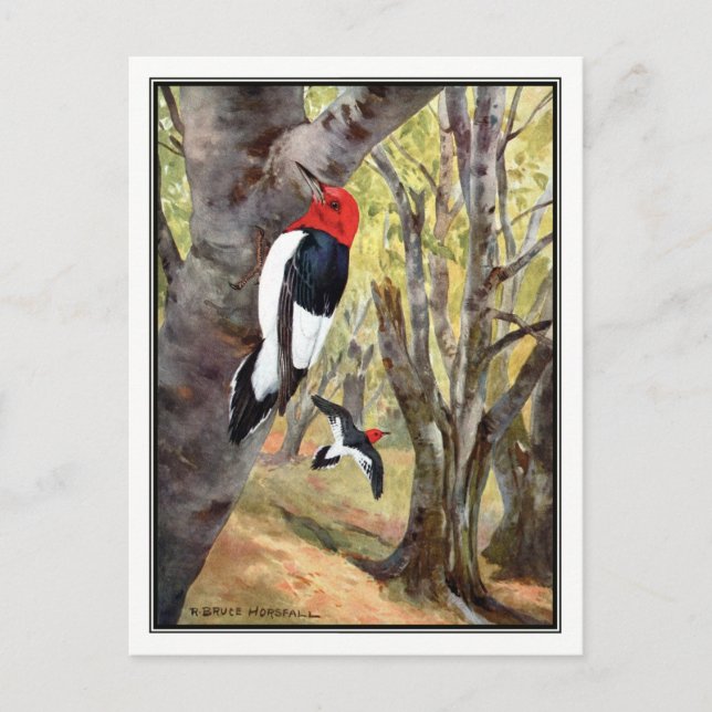 Postal Pájaro carpintero de cabeza roja - Robert Bruce Ho (Anverso)