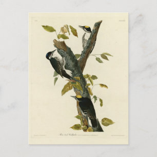 Postal Pájaro carpintero de tres pies - Aves de América d