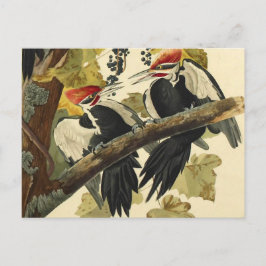 Postal Pájaro carpintero perfumado, Bella Artes de John J
