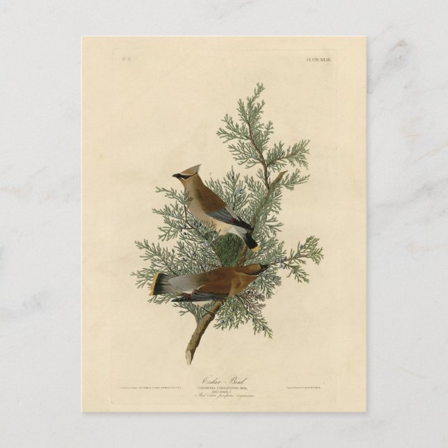 Postal Pájaro cedro, pájaros auduónicos cedrales de Améri (Anverso)