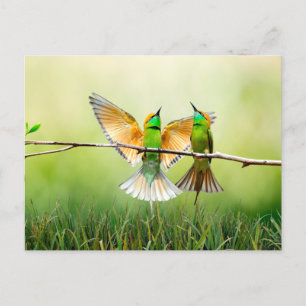 Postal Pájaro colorido europeo que come abejas