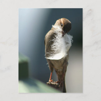 Postal Pájaro con pluma