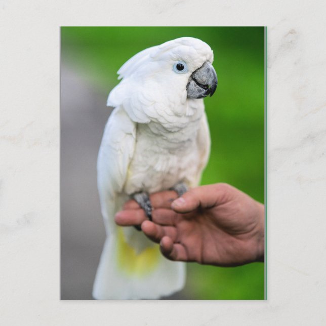 Postal Pájaro coquetero blanco (Anverso)
