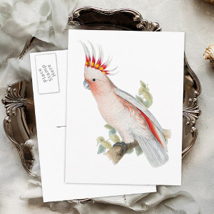 Postal Pájaro coqueto