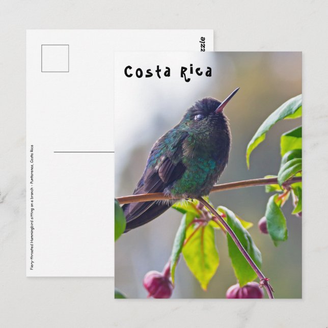 Postal Pájaro costarricense - Hummingbird (Anverso / Reverso)