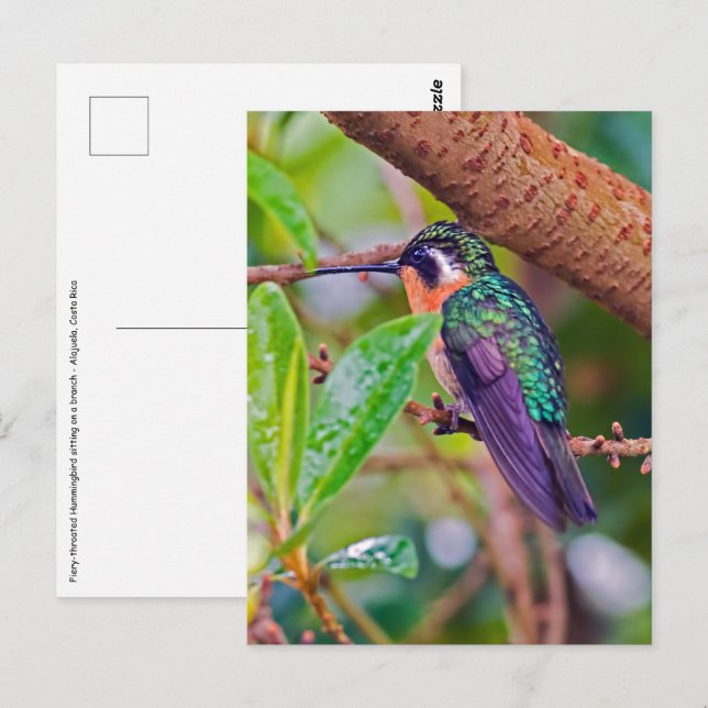 Postal Pájaro costarricense - Hummingbird (Anverso / Reverso)